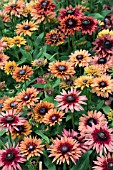 RUDBECKIA CARAMEL MIXED