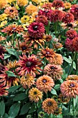 RUDBECKIA CARAMEL MIXED