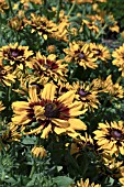 RUDBECKIA DENVER DAISY