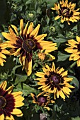 RUDBECKIA DENVER DAISY