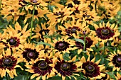 RUDBECKIA DENVER DAISY