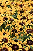 RUDBECKIA DENVER DAISY