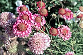 SCABIOSA ATROPURPUREA SALMON PINK