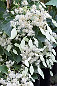 SCHIZOPHRAGMA HYDRANGEOIDES