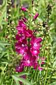 SIDALCEA RED WINE