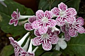 STREPTOCARPUS POLKA DOT RED