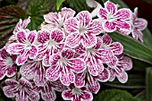 STREPTOCARPUS POLKA DOT RED