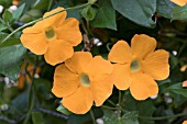 THUNBERGIA ALATA CLEAR EYE ORANGE