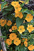 THUNBERGIA ALATA CLEAR EYE ORANGE