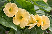 THUNBERGIA ALATA CLEAR EYE YELLOW