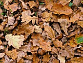 QUERCUS ROBUR AUTUMN FALLEN LEAVES