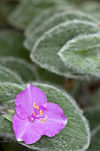 TRADESCANTIA SILLAMONTANA