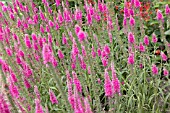 VERONICA SPICATA ROTFUCHS (RED FOX)