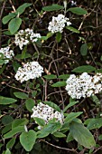 VIBURNUM BUDDLEIFOLIUM