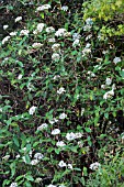 VIBURNUM BUDDLEIFOLIUM