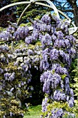 WISTERIA FLORIBUNDA RUSSELLIANA (BLACK DRAGON)