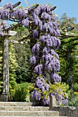 WISTERIA FLORIBUNDA RUSSELLIANA (BLACK DRAGON)