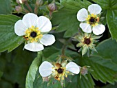 FRAGARIA VESCA,  FROST DAMAGE TO FLOWERS