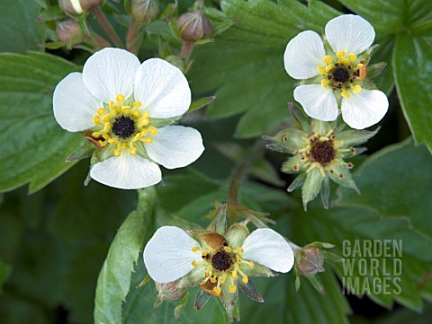 FRAGARIA_VESCA__FROST_DAMAGE_TO_FLOWERS