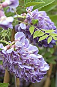 WISTERIA FRUTESCENS AMETHYST FALLS