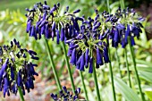 AGAPANTHUS INAPERTUS GRASKOP