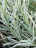 GLYCERIA MAXIMA VARIEGATA,  ZEBRA GRASS