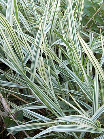 GLYCERIA_MAXIMA_VARIEGATA__ZEBRA_GRASS