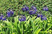 AGAPANTHUS INAPERTUS GRASKOP