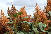 AMARANTHUS CRUENTUS HOT BISCUITS