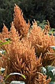 AMARANTHUS CRUENTUS HOT BISCUITS