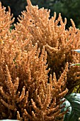 AMARANTHUS CRUENTUS HOT BISCUITS