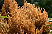 AMARANTHUS CRUENTUS HOT BISCUITS