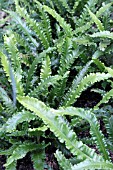 ASPLENIUM SCOLOPENDRIUM CRISTATUM