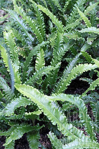 ASPLENIUM_SCOLOPENDRIUM_CRISTATUM