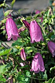 CAMPANULA RINGSABELL MULBERRY ROSE