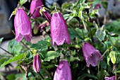 CAMPANULA RINGSABELL MULBERRY ROSE