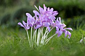 COLCHICUM AUTUMNALE