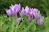 COLCHICUM SPECIOSUM