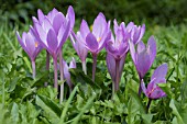 COLCHICUM SPECIOSUM