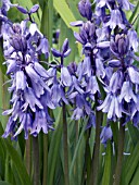 HYACINTHOIDES HISPANICA,  SPANISH BLUEBELL