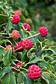 CORNUS KOUSA CHINENSIS