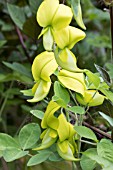 CROTALARIA LABURNIFOLIA