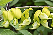 CROTALARIA LABURNIFOLIA