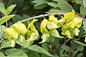 CROTALARIA LABURNIFOLIA