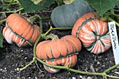 CUCURBITA PEPO TURKS TURBAN