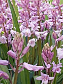 HYACINTHOIDES HISPANICA ROSE,  SPANISH BLUEBELL