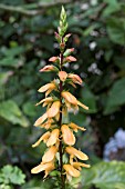 DIGITALIS CANARIENSIS (ISOPLEXIS CANARIENSIS)