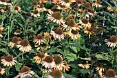 ECHINACEA GOLDEN SKIPPER