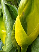 LYSICHITUM AMERICANUM,  SKUNK CABBAGE