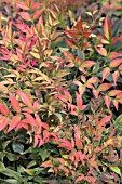 NANDINA DOMESTICA PYGMAEA